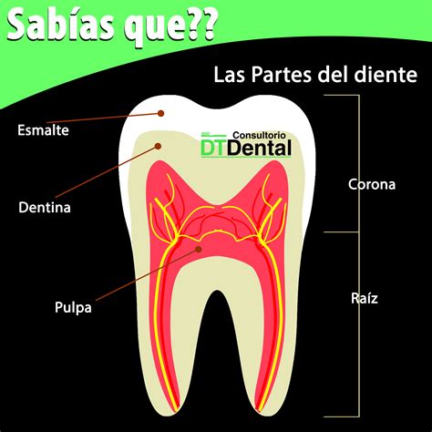 los dientes y sus partes